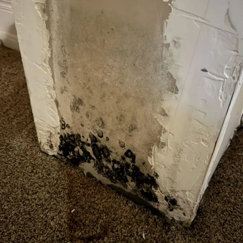 Professional Mold Removal in Evansville, WI